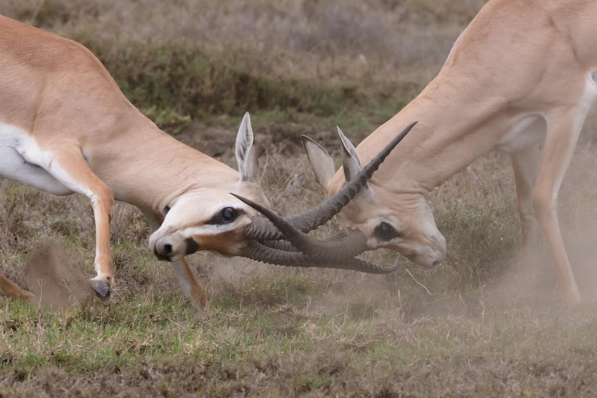 two antelopes butting heads in conflict