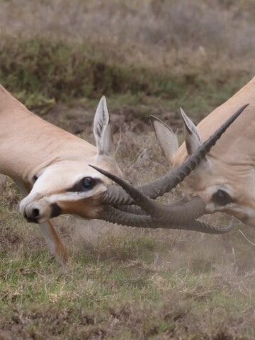2 antelopes butting heads in conflict